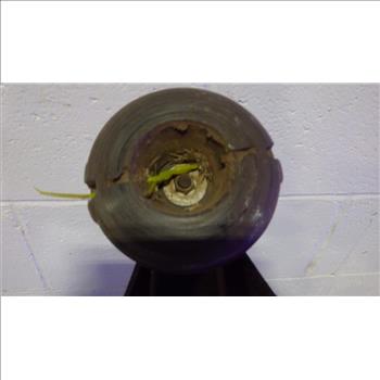 Echo Gas Powered Weed Wacker