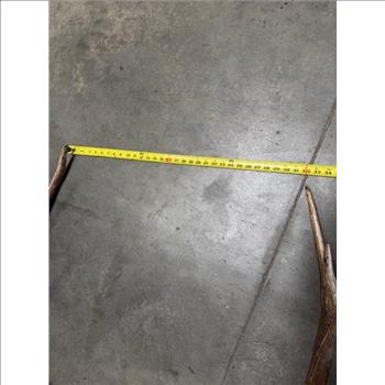 Elk Skull Cap With Horns