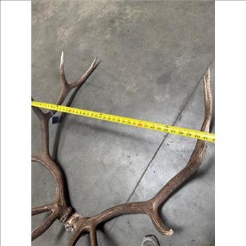 Elk Skull Cap With Horns