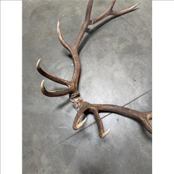 Elk Skull Cap With Horns