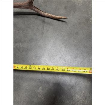 Elk Skull Cap With Horns