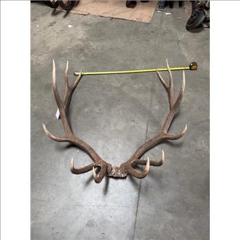 Elk Skull Cap With Horns