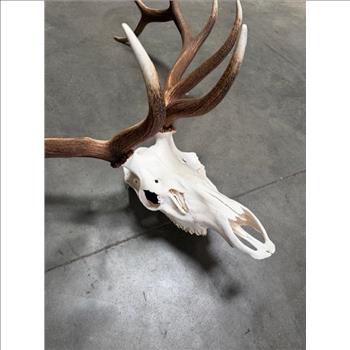 Elk Skull With Horns