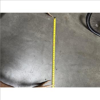 Elk Skull With Horns