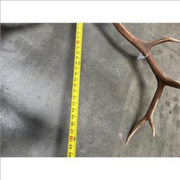 Elk Skull With Horns