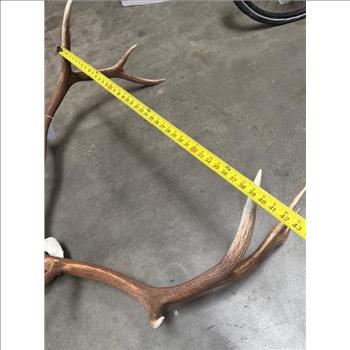 Elk Skull With Horns