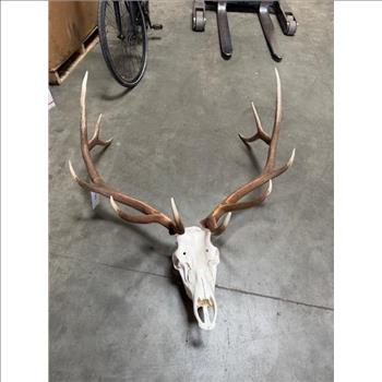 Elk Skull With Horns
