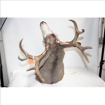 Mounted Deer Head