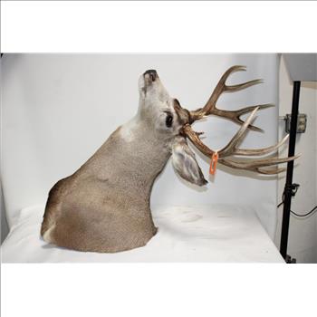 Mounted Deer Head