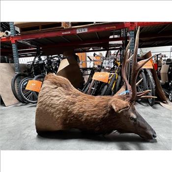 Mounted Elk Head