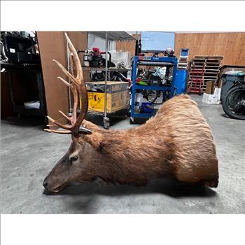 Mounted Elk Head