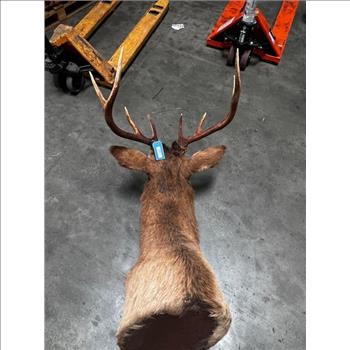 Mounted Elk Head