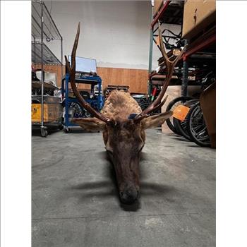 Mounted Elk Head