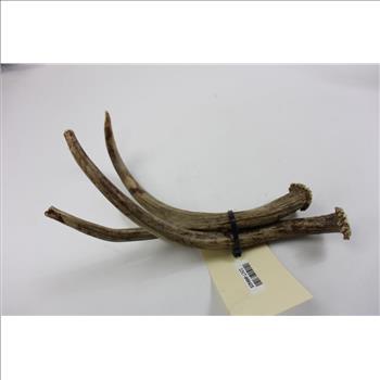 Mule Deer Antlers