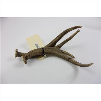 Mule Deer Antlers