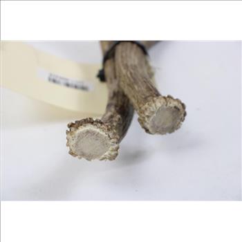 Mule Deer Antlers