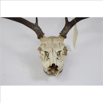 Mule Deer Skull