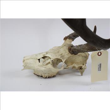 Mule Deer Skull