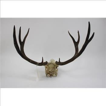 Mule Deer Skull