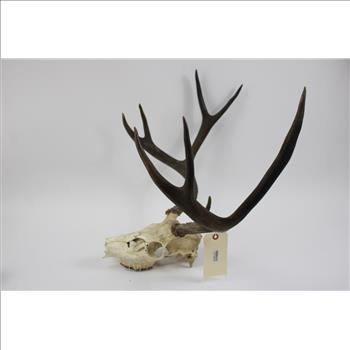 Mule Deer Skull