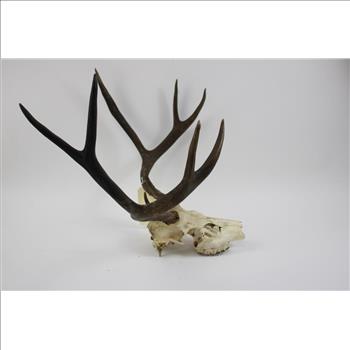Mule Deer Skull