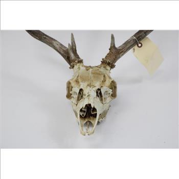 Mule Deer Skull Cap