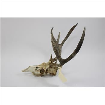 Mule Deer Skull Cap