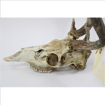 Mule Deer Skull Cap