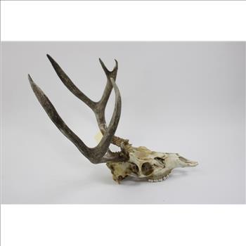 Mule Deer Skull Cap