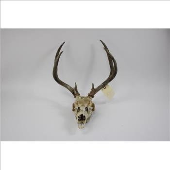 Mule Deer Skull Cap