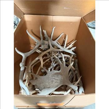 Pallet Of Animal Antlers