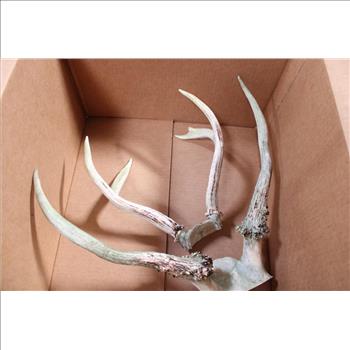 Small Antler & Large Antler 2 Pieces