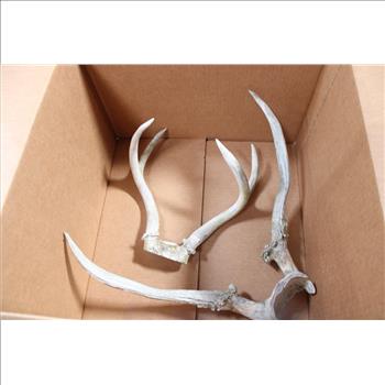 Small Antler & Large Antler 2 Pieces