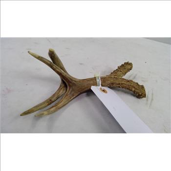 Small Mule Deer Antlers, 2 Pieces