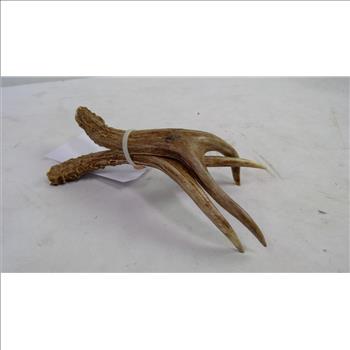 Small Mule Deer Antlers, 2 Pieces