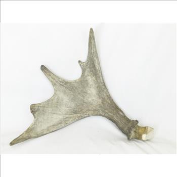 Moose Antler 5 Point Rack