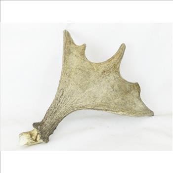 Moose Antler 5 Point Rack