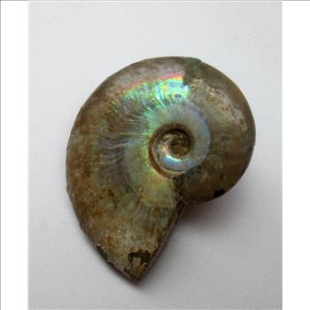 Rare Ancient Opalized Fossil of Ammonite