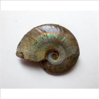Rare Ancient Opalized Fossil of Ammonite