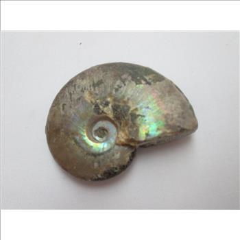 Rare Ancient Opalized Fossil of Ammonite