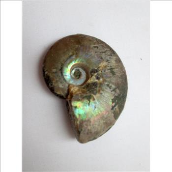 Rare Ancient Opalized Fossil of Ammonite