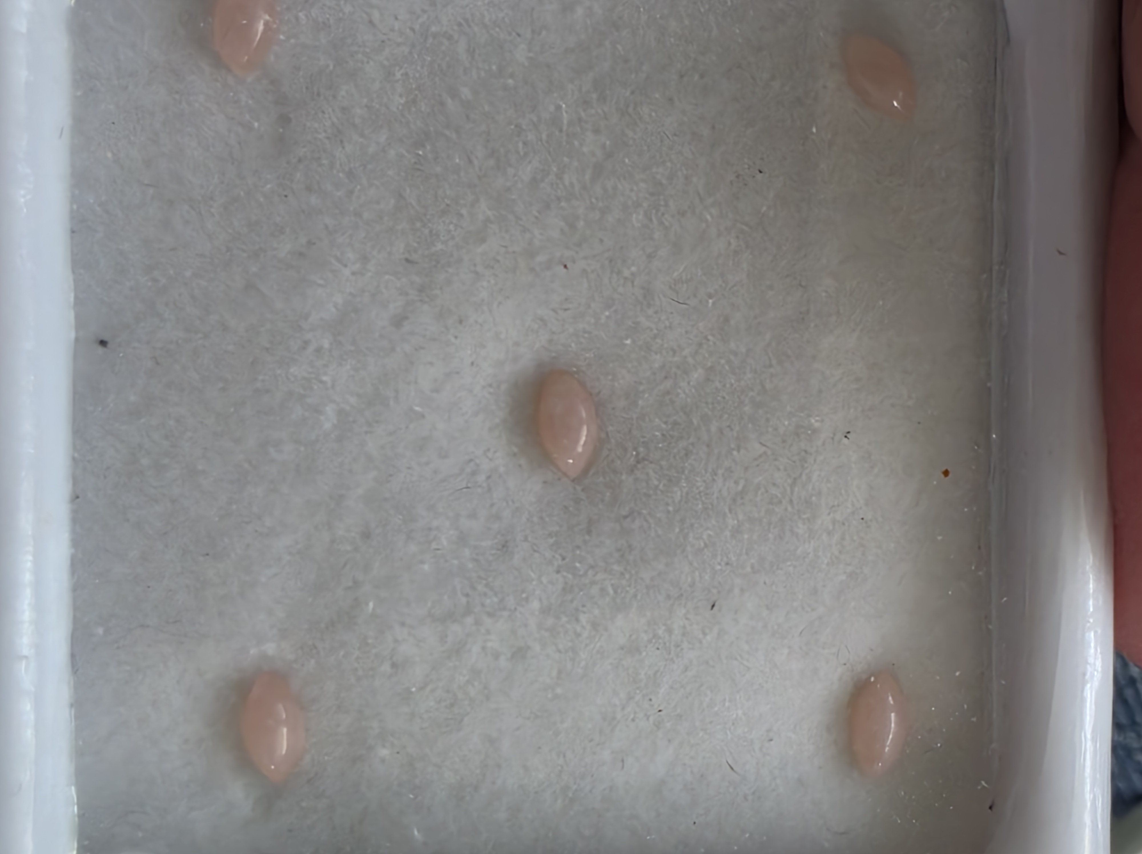 No Reserve Natural Peruvian Pink Opal Marquise Cut Loose Gemstone