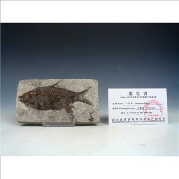 40 Millions Years Old Paleogene Fresh Water Bony Fish Fossil & Certificate
