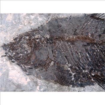 40 Millions Years Old Paleogene Fresh Water Bony Fish Fossil & Certificate