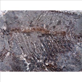 40 Millions Years Old Paleogene Fresh Water Bony Fish Fossil & Certificate