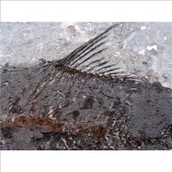 40 Millions Years Old Paleogene Fresh Water Bony Fish Fossil & Certificate