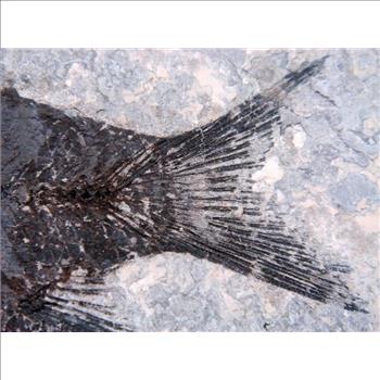 40 Millions Years Old Paleogene Fresh Water Bony Fish Fossil & Certificate