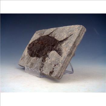 40 Millions Years Old Paleogene Fresh Water Bony Fish Fossil & Certificate