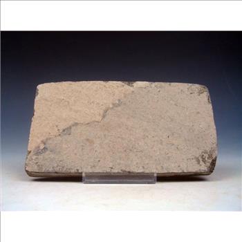 40 Millions Years Old Paleogene Fresh Water Bony Fish Fossil & Certificate