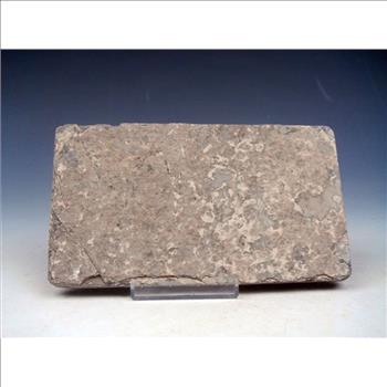 40 Millions Years Old Paleogene Fresh Water Bony Fish Fossil & Certificate